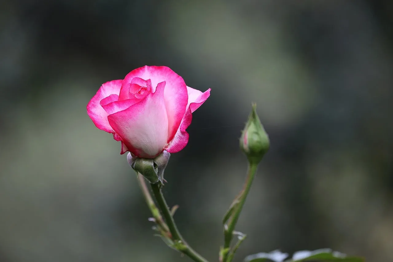 Vibrant Pink-White Rose: Nature's Delicate Morning Bloom