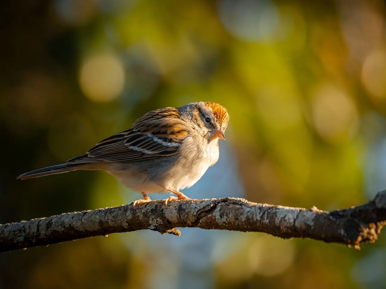 Charming Songbird Perched: A Glimpse of Spring's Delight