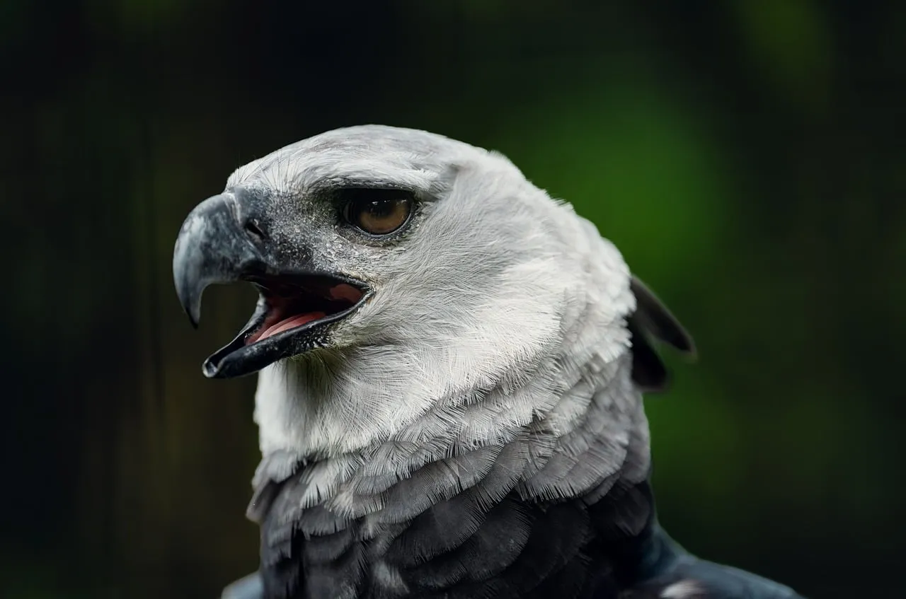 Majestic Harpy Eagle: A Portrait of Raw Wilderness