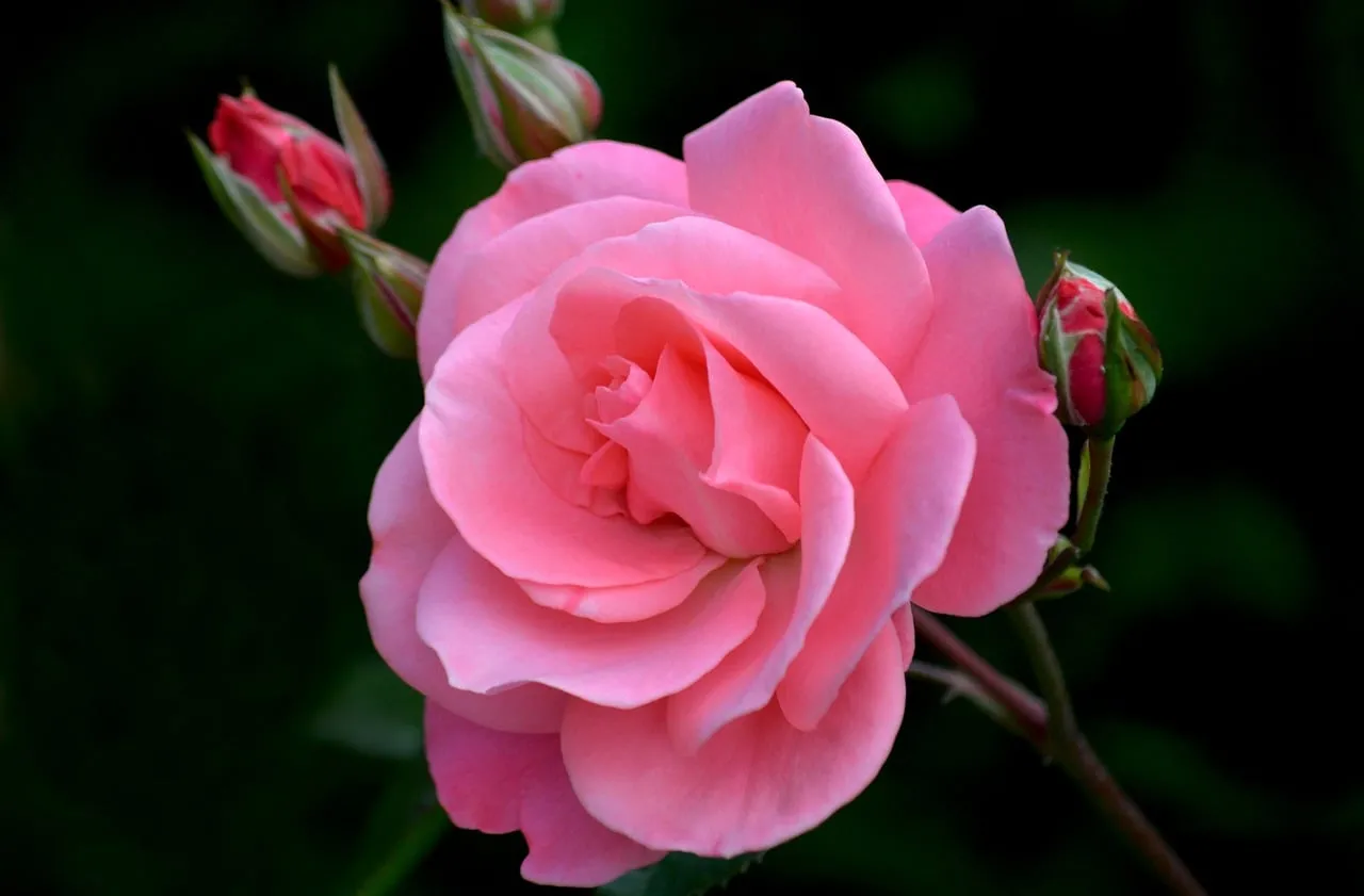 Vibrant Pink Rose: A Garden's Blooming Embrace