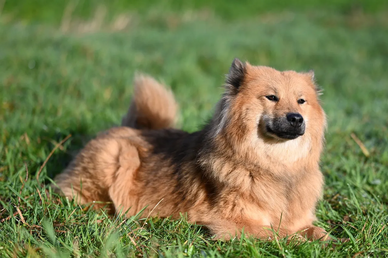 Charming Eurasier Female: A Serene Canine Portrait