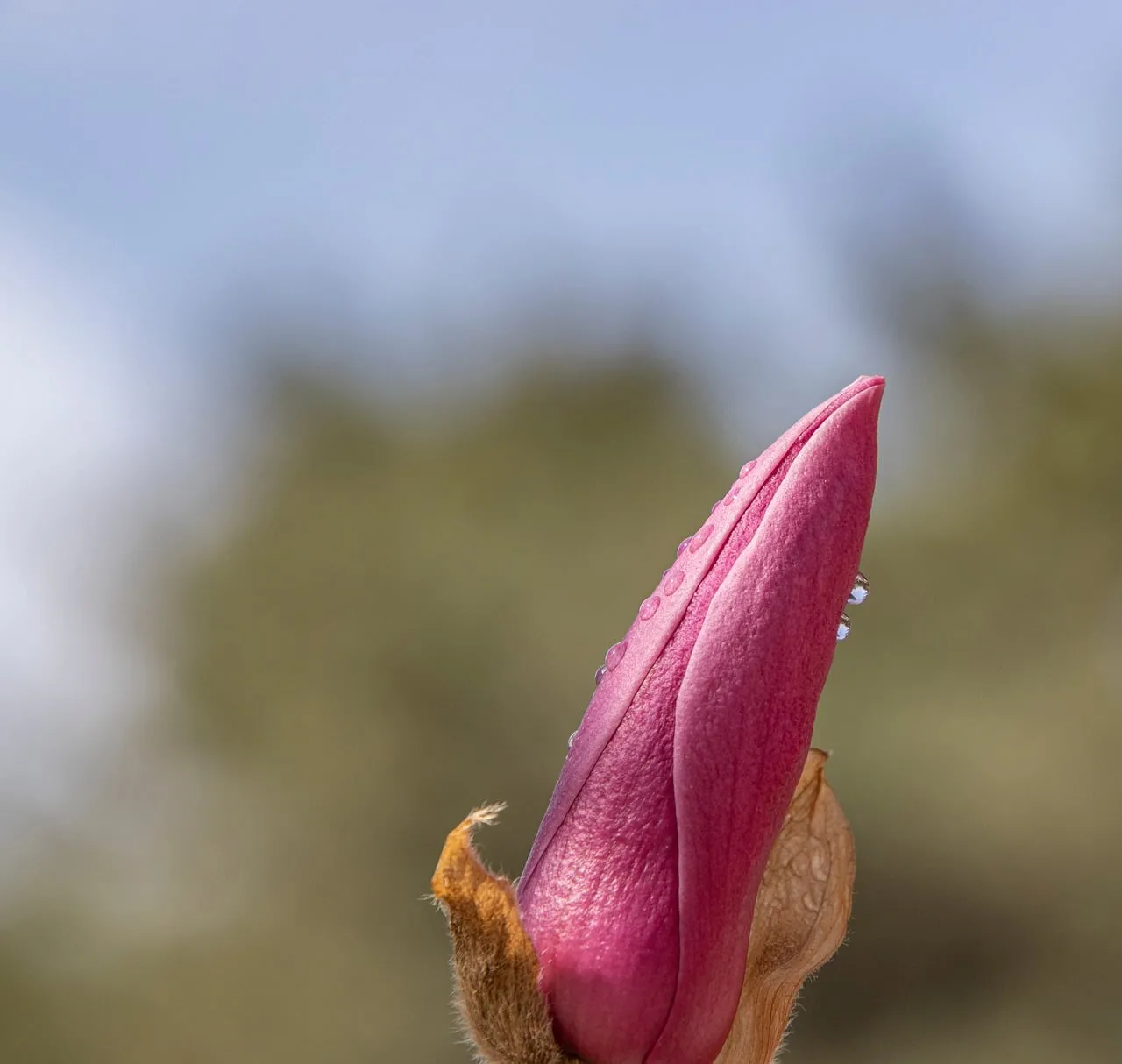Vibrant Magnolia Bud Shimmering with Morning Dew