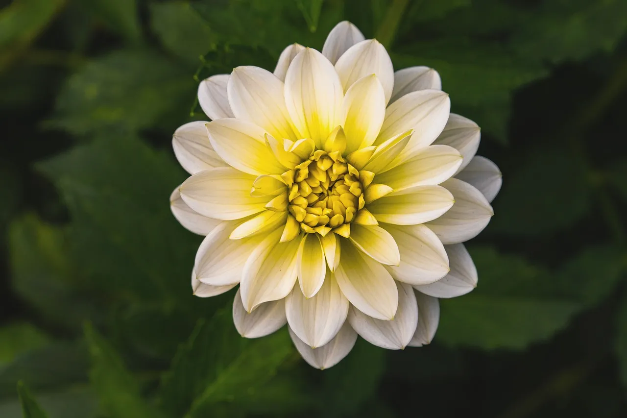 Stunning White and Yellow Dahlia Blossom Close-up