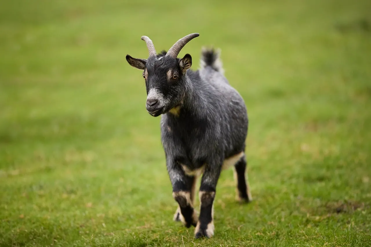 Charming Pygmy Goat Roaming a Lush Meadow