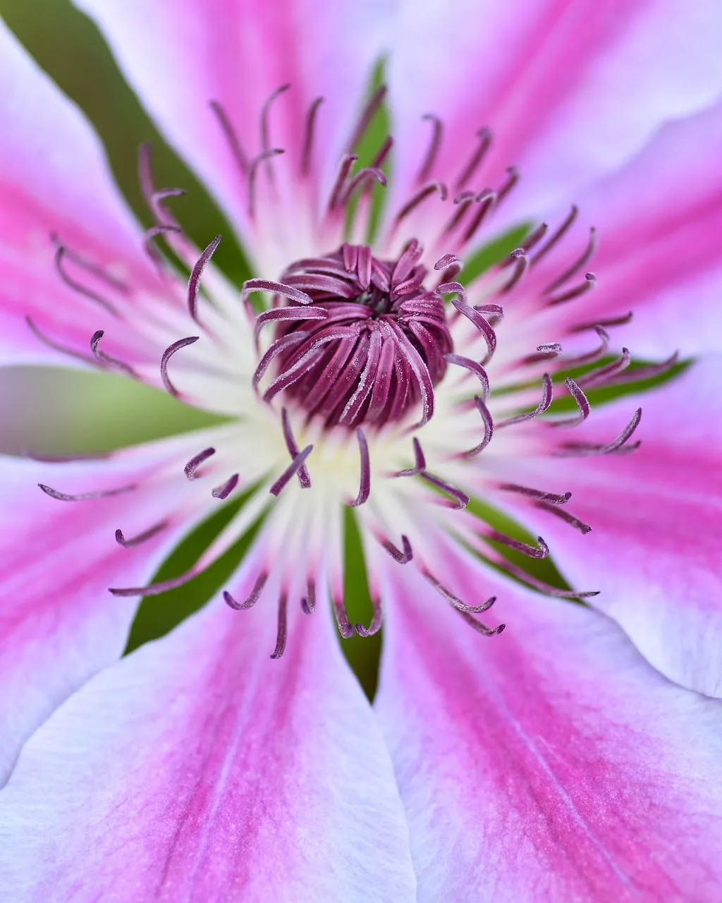 Vibrant Pink Clematis Bloom: A Macro Symphony of Nature's Art