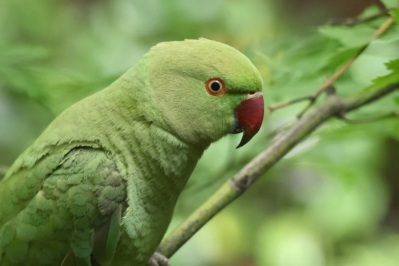 Vibrant Green Parrot: Rose-Ringed Parakeet in Nature