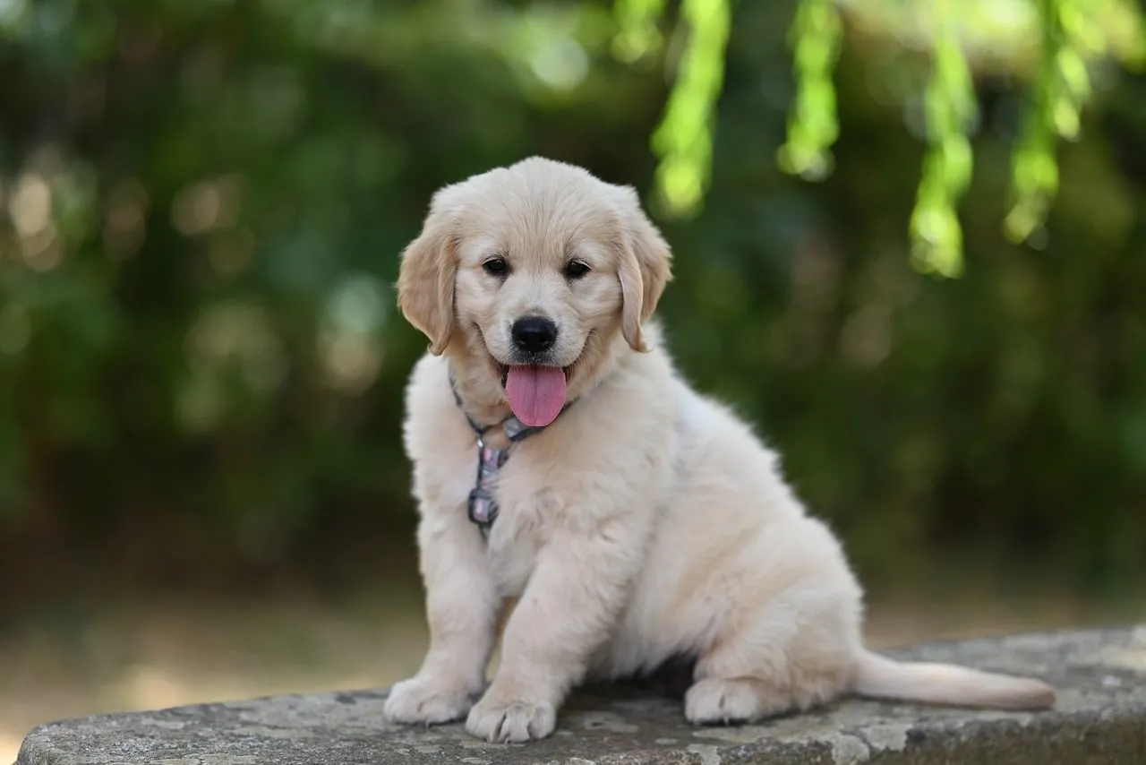 Adorable Golden Retriever Puppy: Playful Paws and Happy Tongue