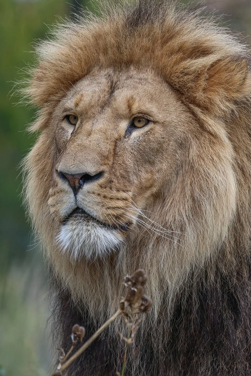 Majestic Lion: King of the Savanna's Regal Gaze