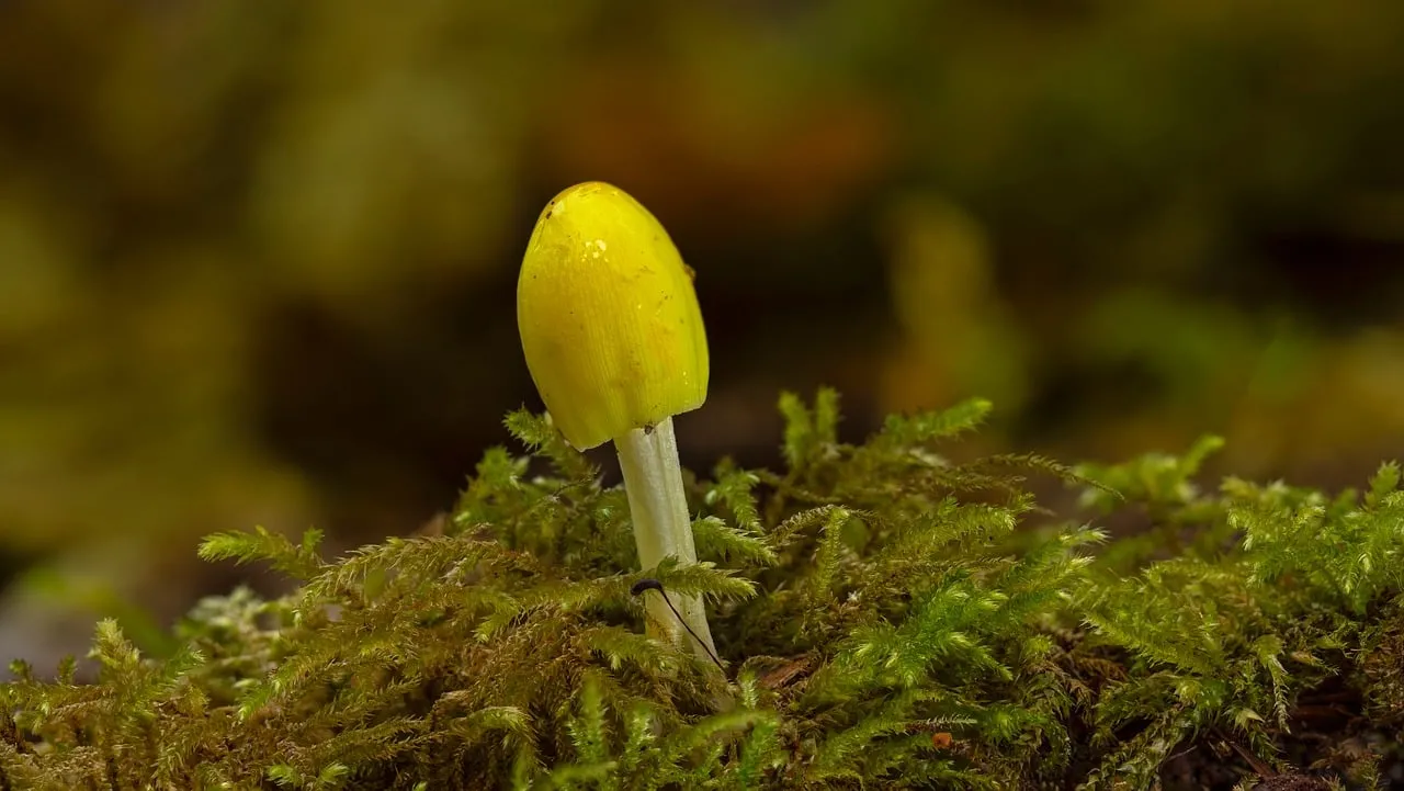 Vibrant Yellow Mushroom Amidst Verdant Moss in Forest Macro
