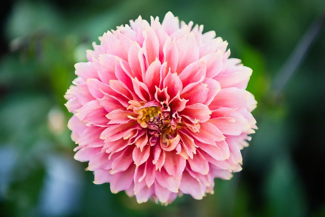 Stunning Pink Dahlia: Nature's Delicate Masterpiece