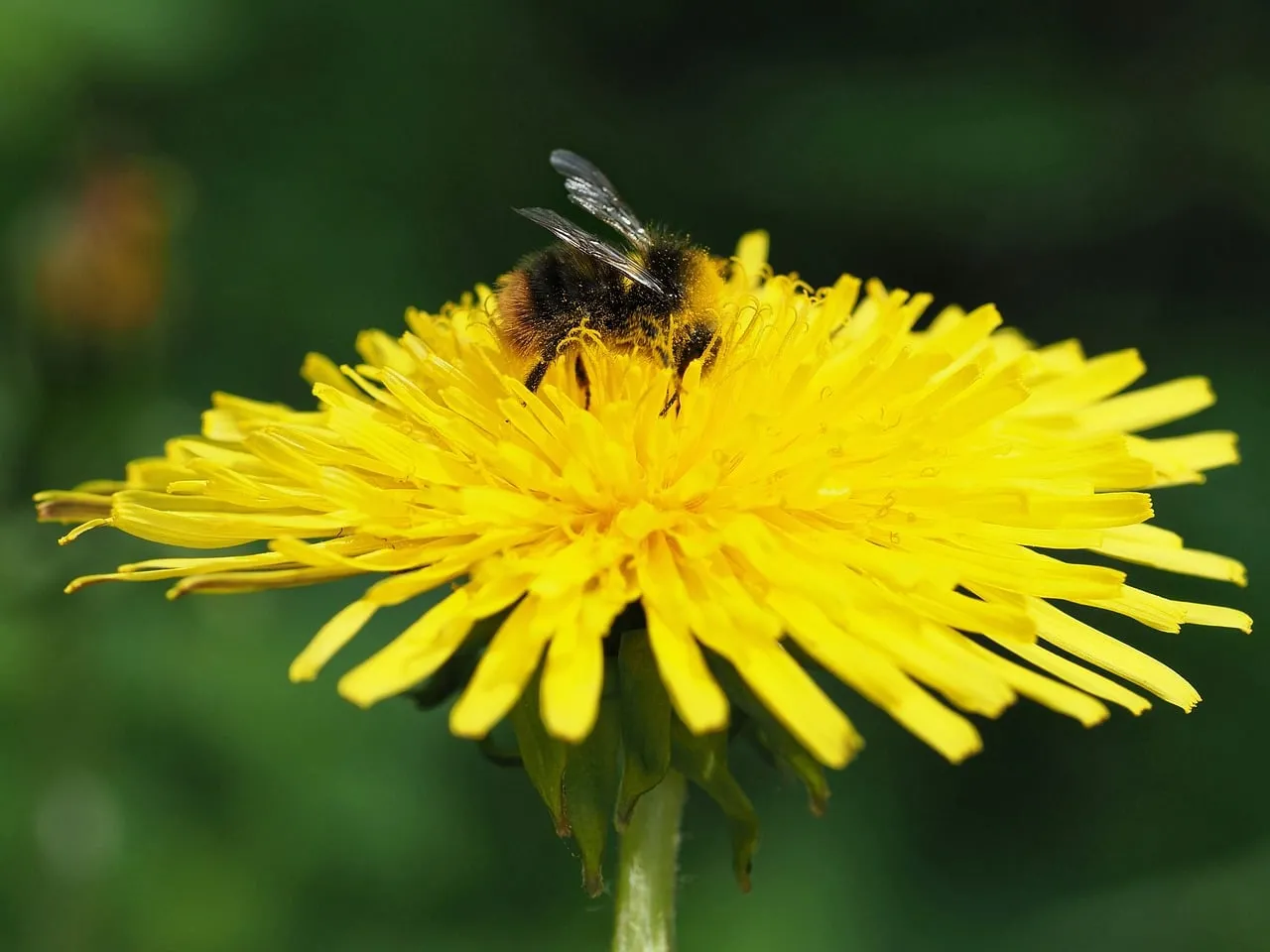 Vibrant Dandelion: Bee's Nectar Oasis in Macro Detail