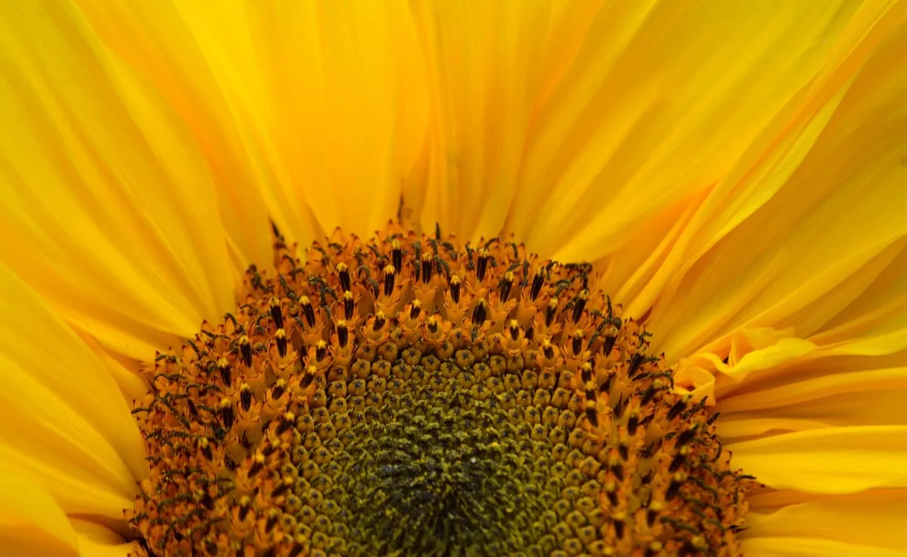 Vibrant Summer Delight: Macro Sunflower Bloom HD