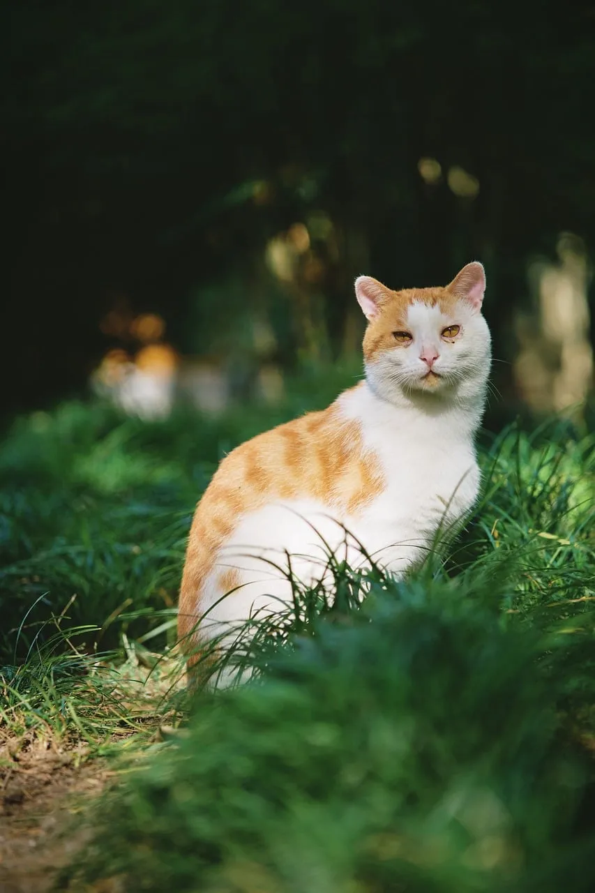 Charming Orange Tabby Cat in Lush Green Grass