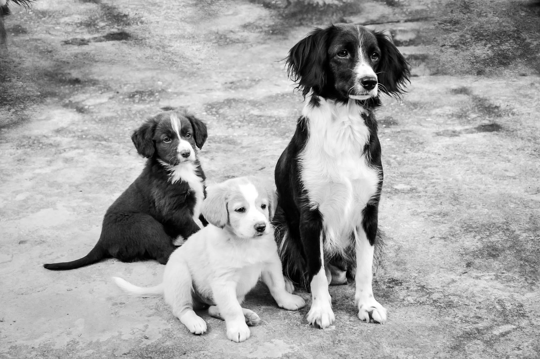 Timeless Monochrome: Endearing Dog Family Portrait