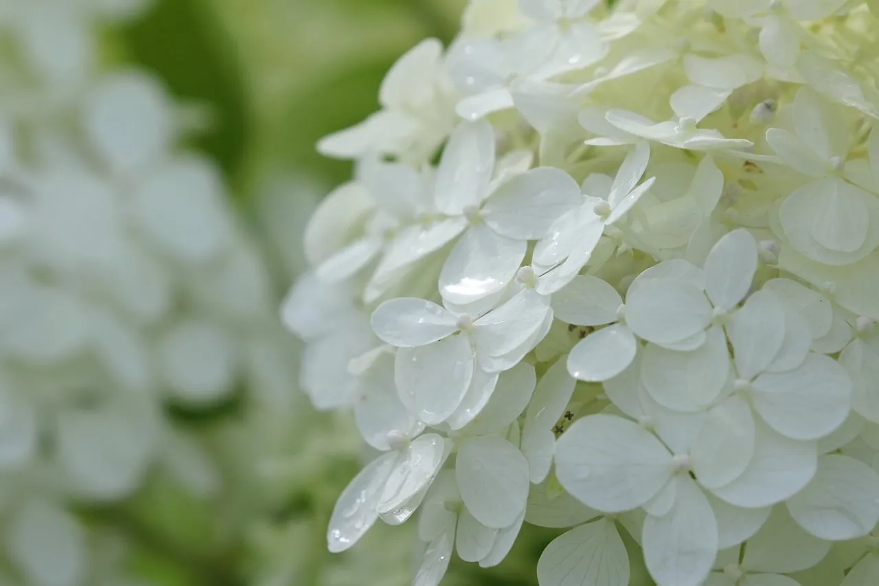 Stunning White Hydrangea Blossom: Nature's Delicate Beauty