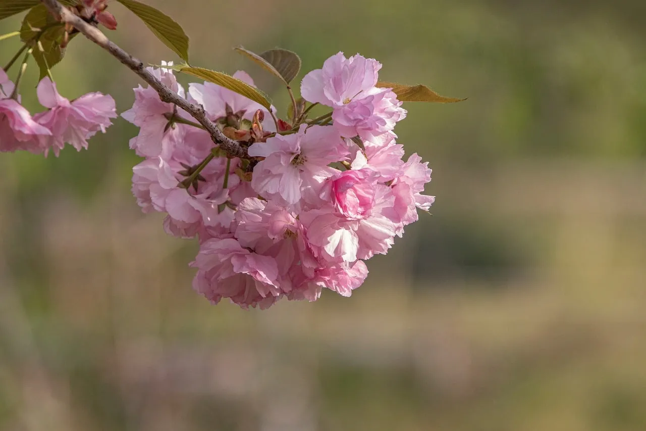 Vibrant Spring Blooms: Delicate Pink Peach Blossoms in Nature