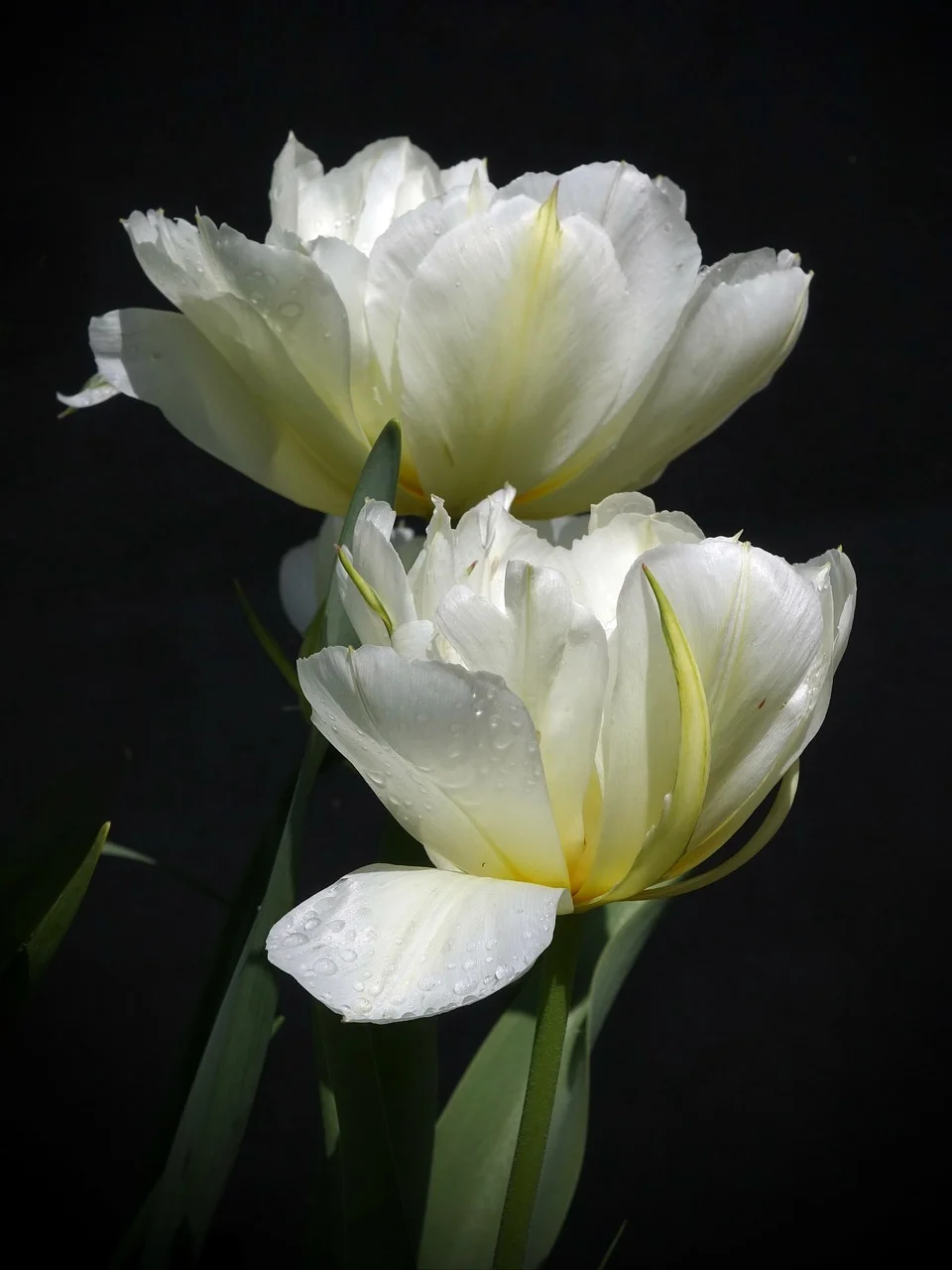 Stunning White Tulips: Delicate Petals Adorned with Dewdrops
