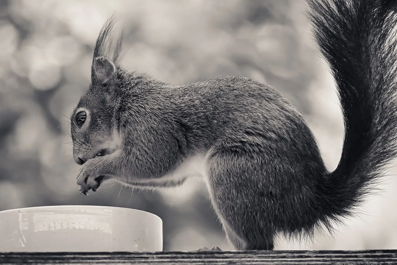 Charming Black & White Squirrel Portrait: A Moment of Wild Serenity