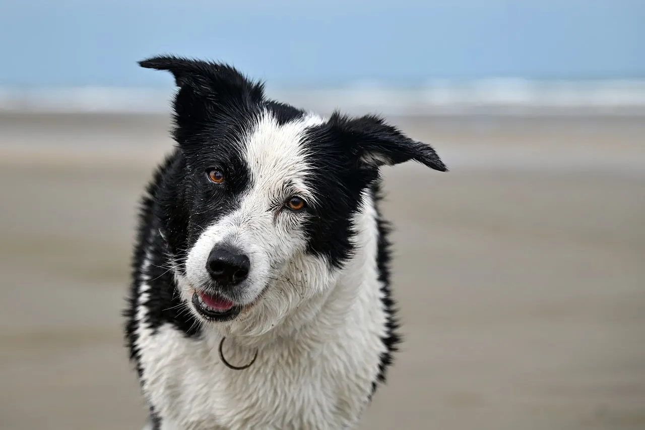 Adorable Border Collie: Playful Wet Dog at the Beach