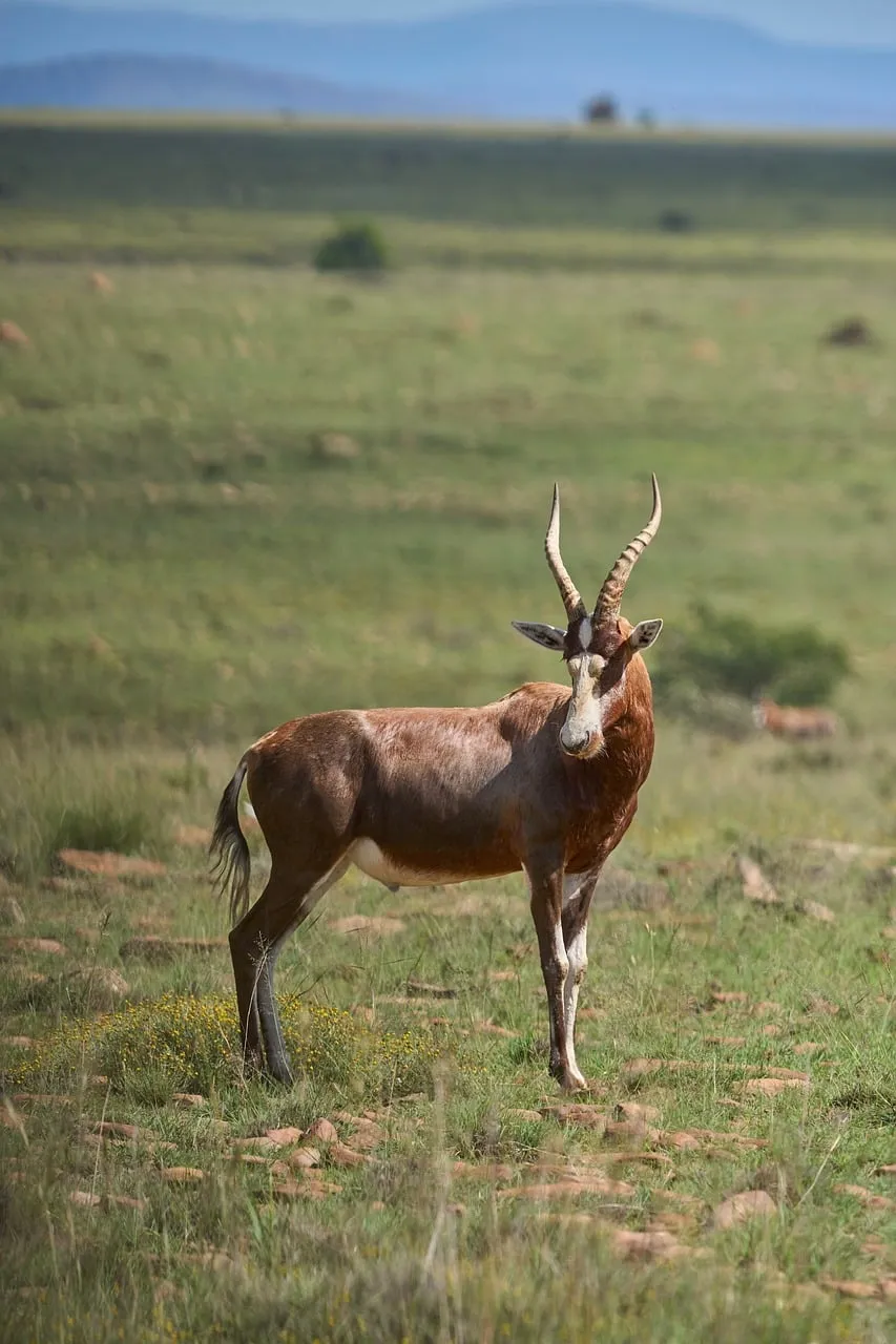 Majestic Blesbok: Solitary Antelope Gracing the African Savanna