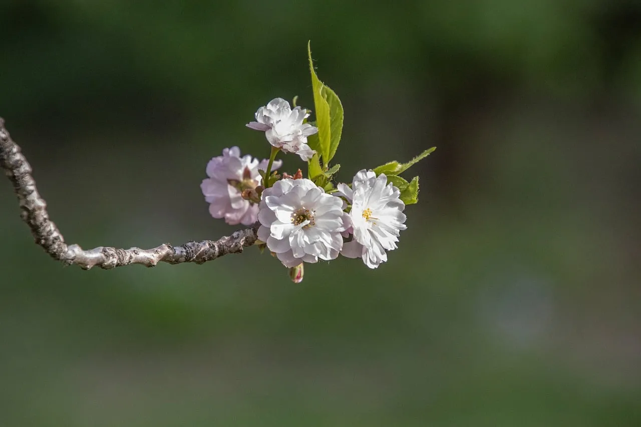 Exquisite White Blossoms: A Close-Up of Spring's Delicate Embrace