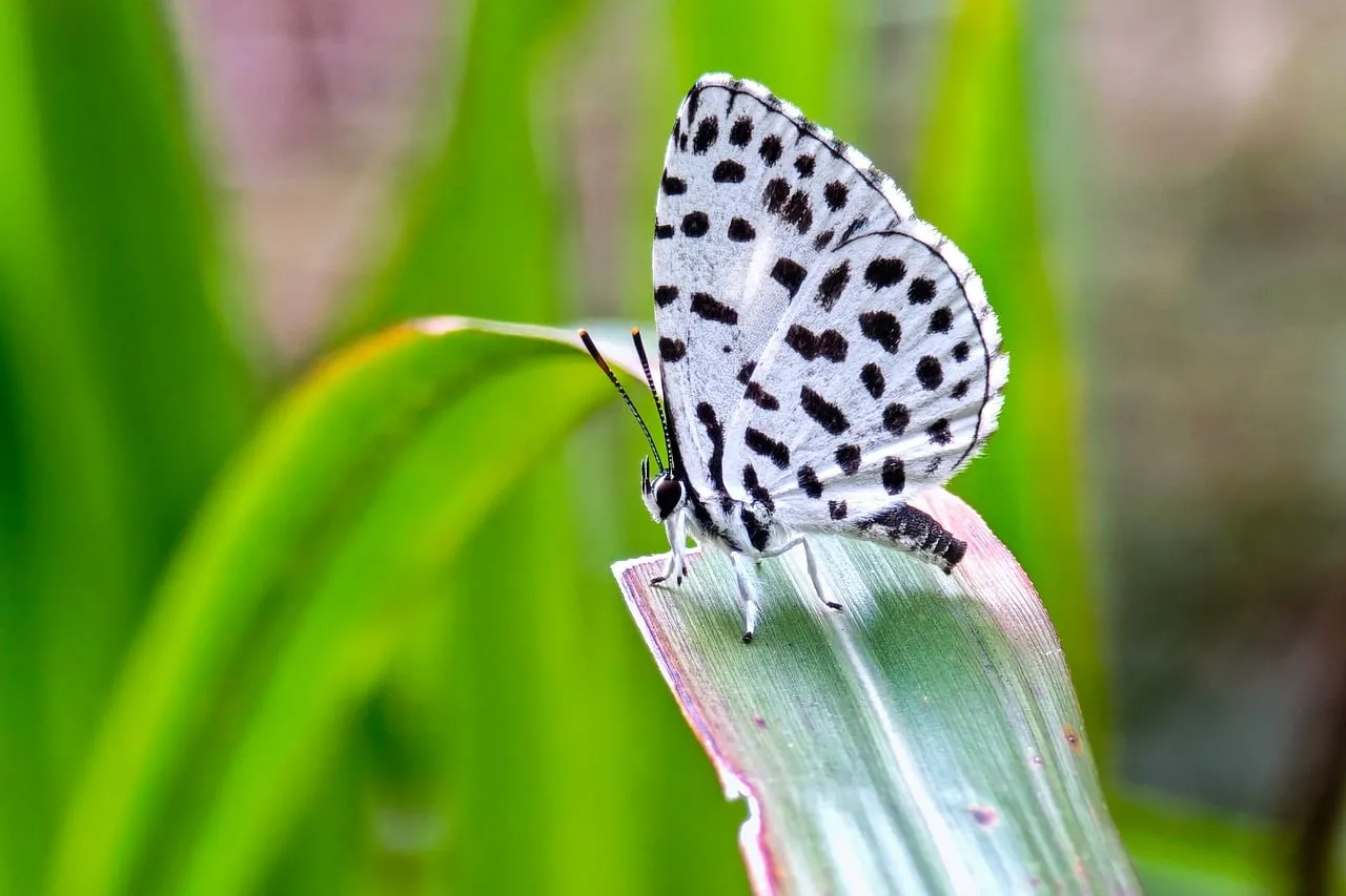 Stunning Spotted Butterfly on Vibrant Green Leaf Macro