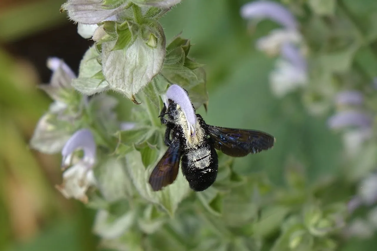 Vibrant Close-Up: Carpenter Bee Pollinating Sage Blossom