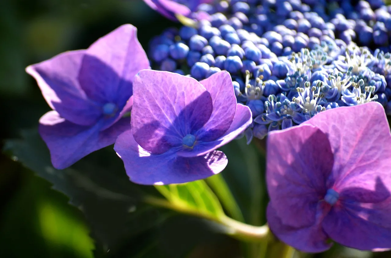 Vibrant Blue Hydrangeas: A Stunning Nature Wallpaper