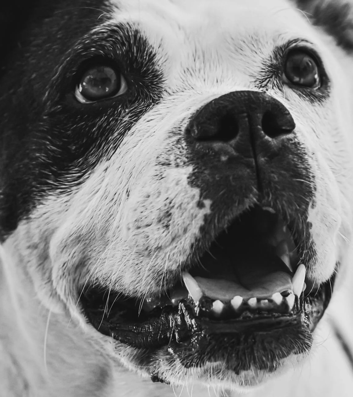 Captivating Black & White: Joyful Bulldog's Expressive Close-up