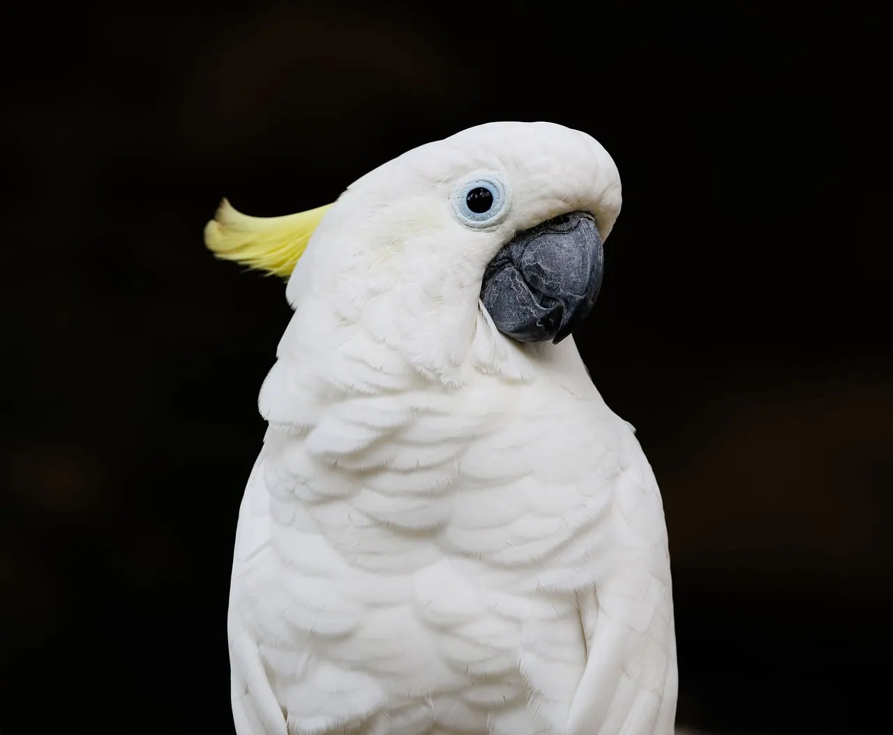 Stunning White Cockatoo Against a Dark Background