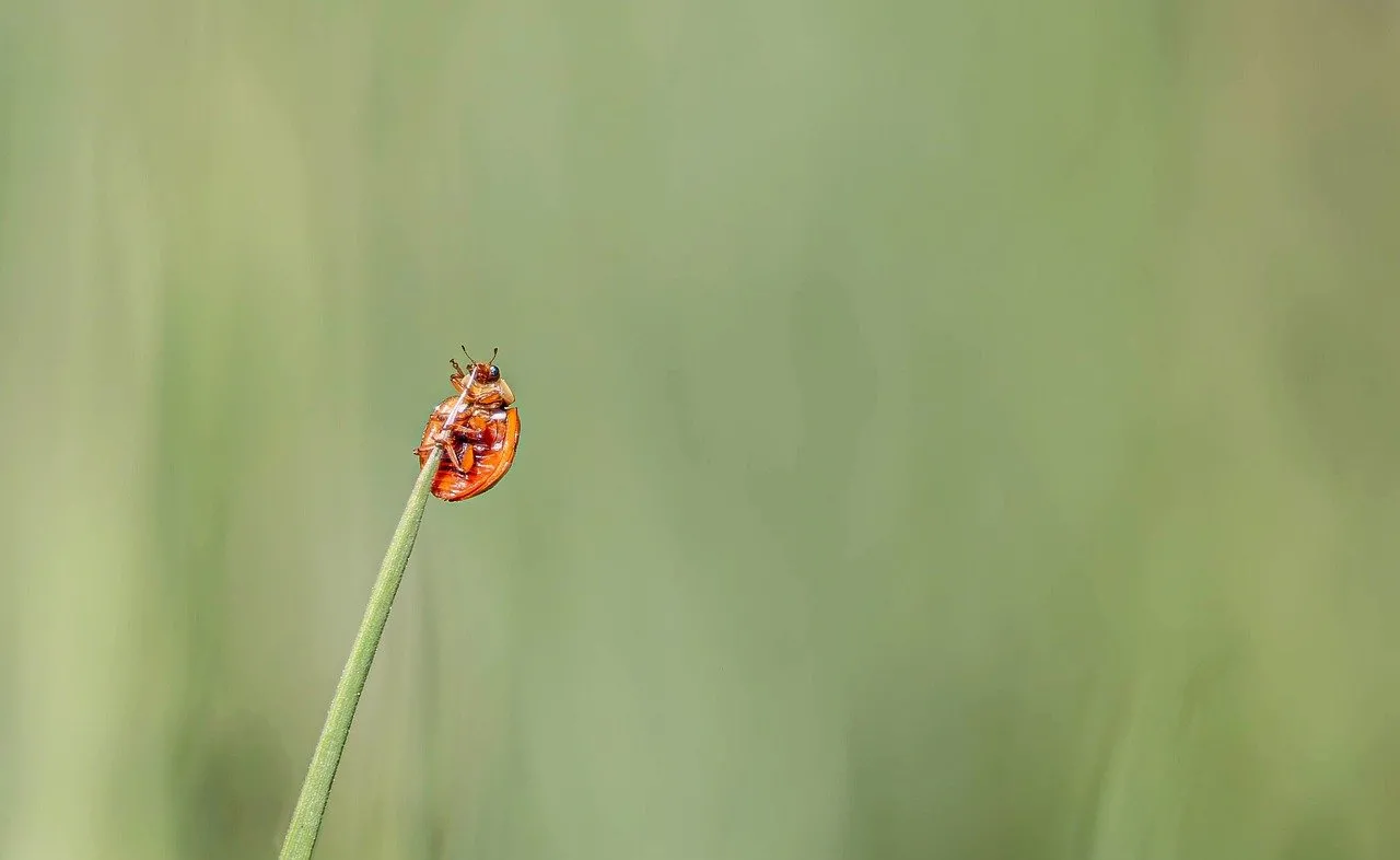 Vibrant Ladybug Perched on Green Blade in Macro View