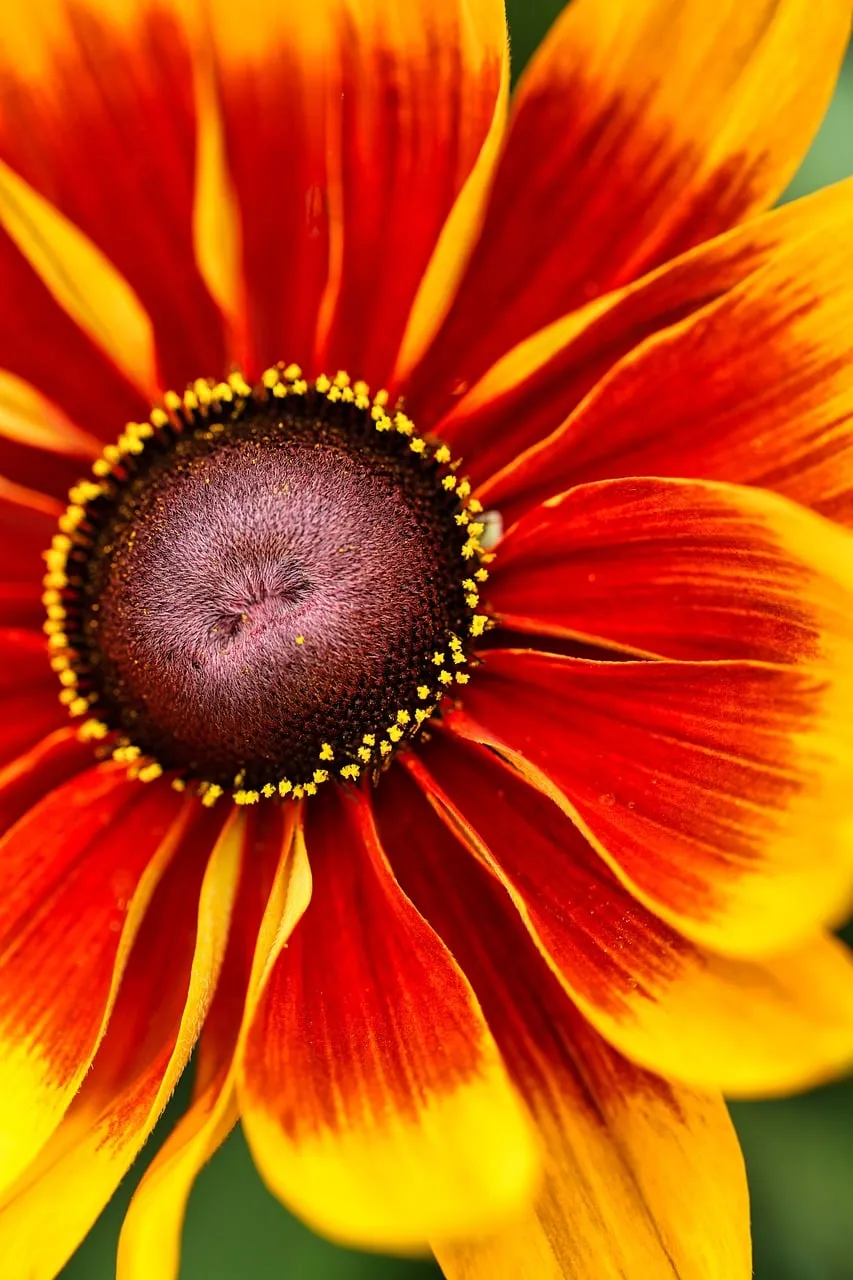 Vibrant Rudbeckia Bloom: A Summer Garden's Fiery Heart