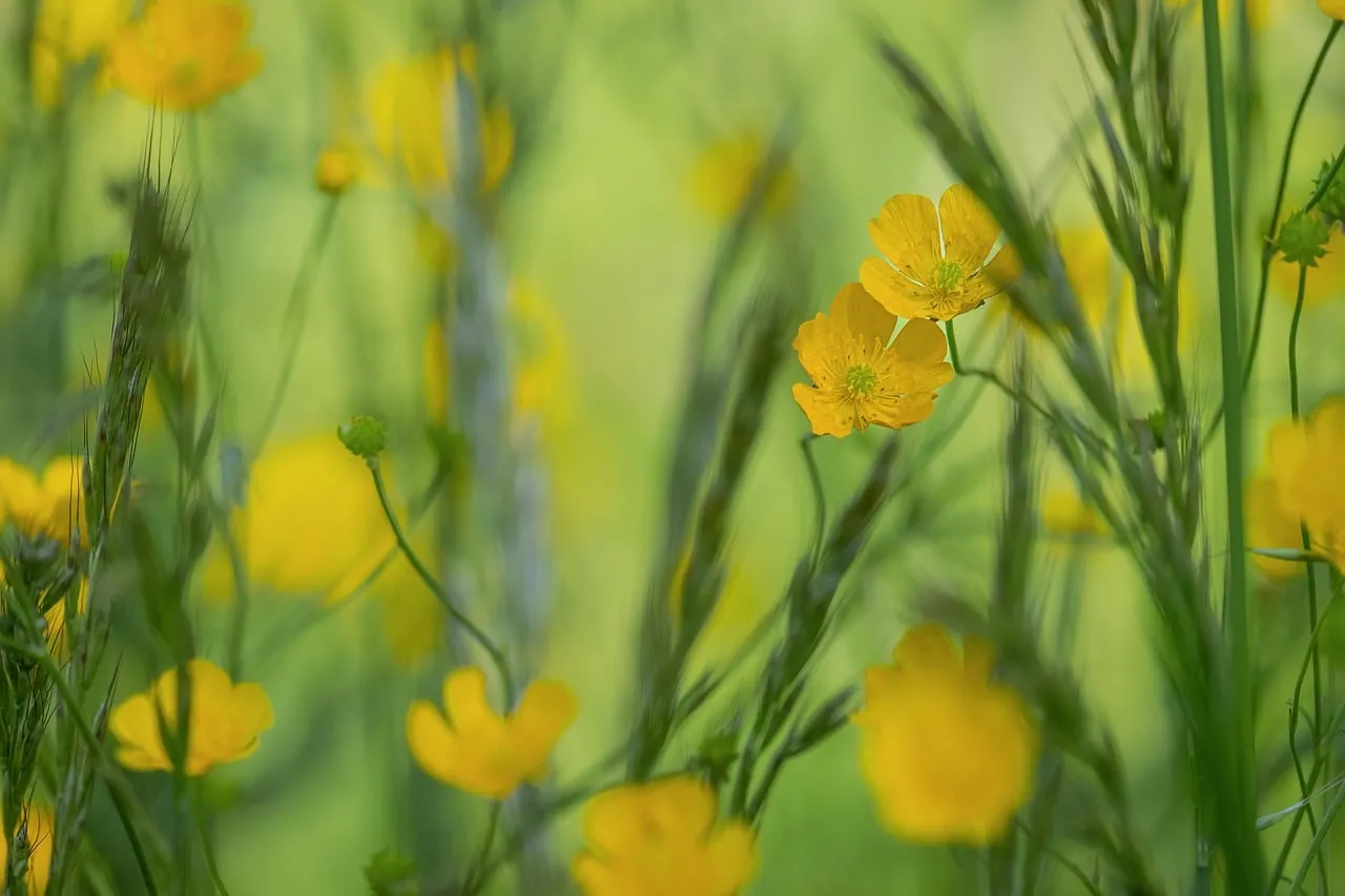 Vibrant Yellow Buttercups in a Sun-Drenched Spring Meadow
