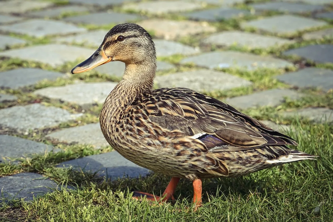 Charming Mallard Duck Strolls on Cobblestones