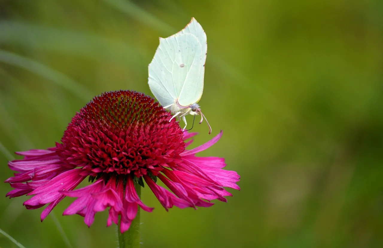 Vibrant Coneflower Blossom with Delicate White Butterfly