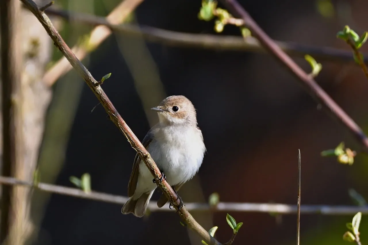Charming Flycatcher Perched in Tranquil Spring Morning Light
