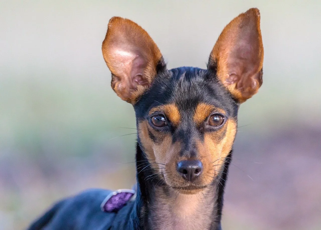 Alert & Adorable: Mini Pinscher's Expressive Gaze