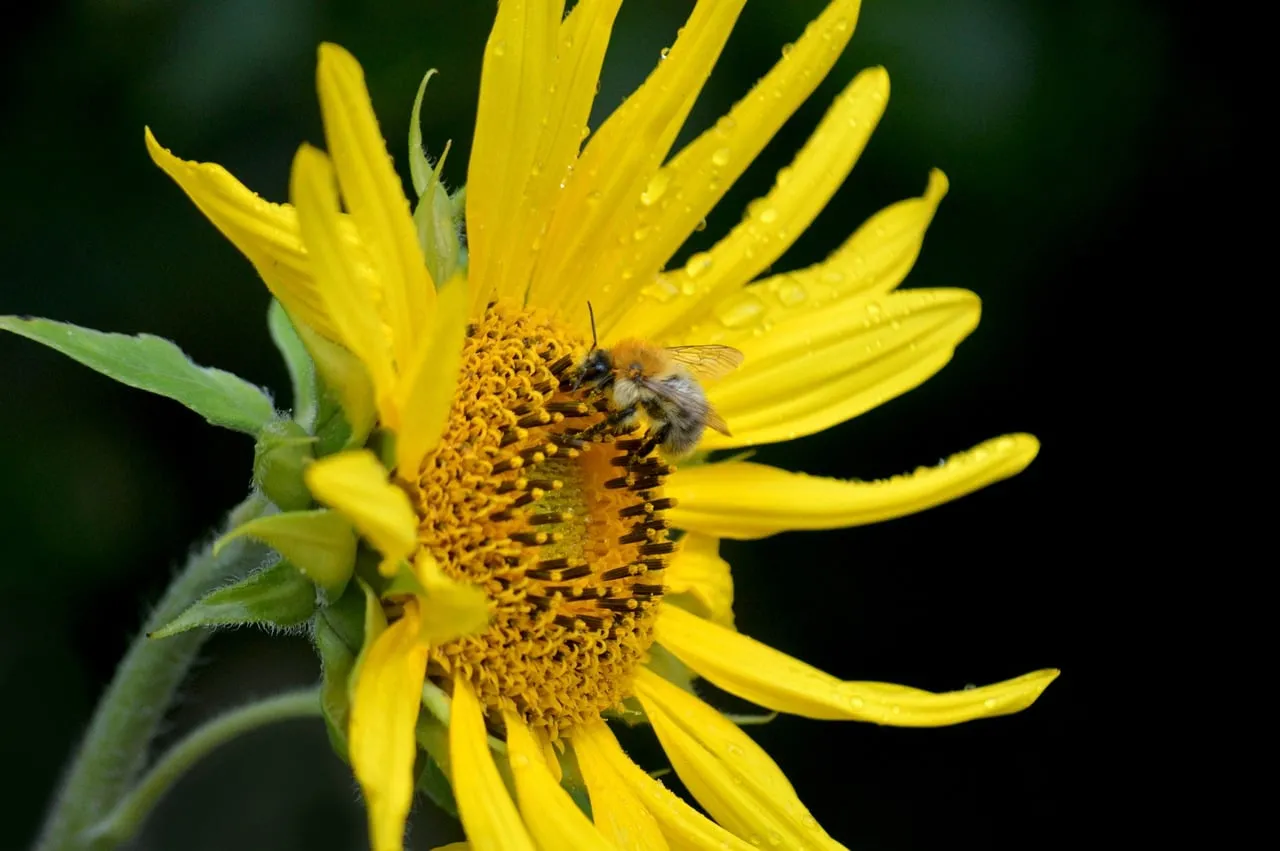 Vibrant Sunflower Buzz: Bumblebee's Nectar Quest