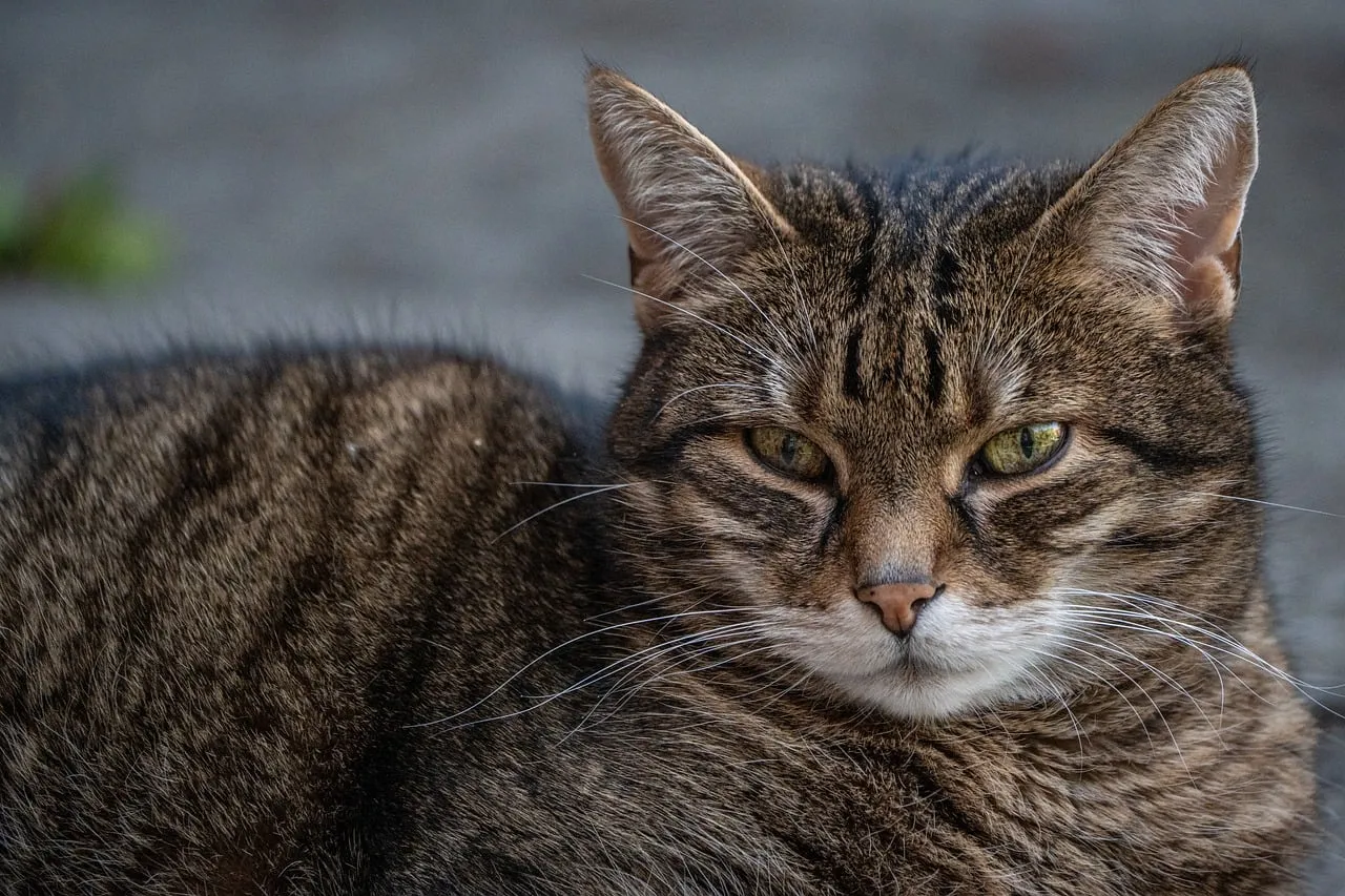 Captivating Feline Gaze: A Striking Tabby Cat Portrait