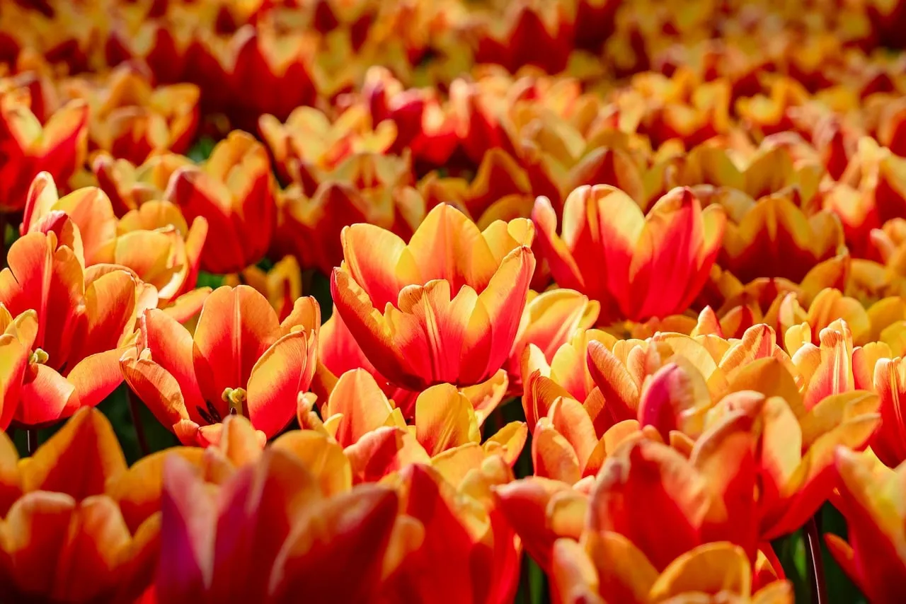 Vibrant Spring Tulips: A Field of Fiery Blooms