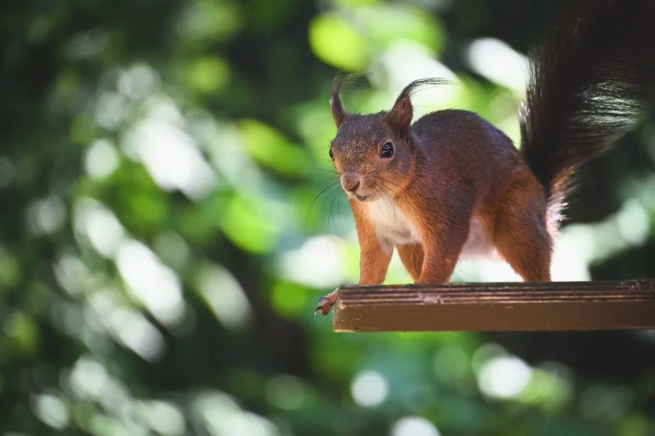 Enchanting Gaze: A Curious Squirrel in its Natural Habitat
