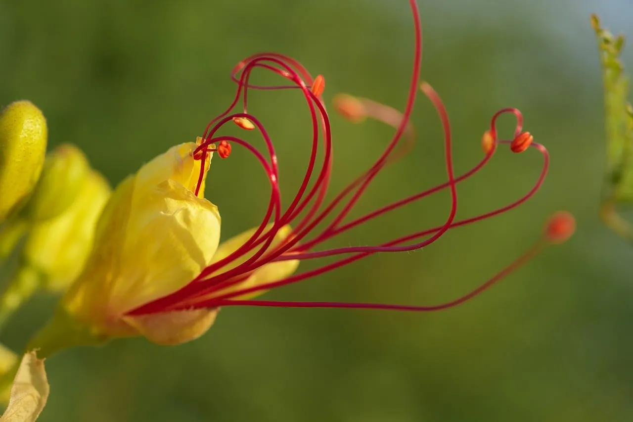Vibrant Yellow Bloom with Striking Red Stamens
