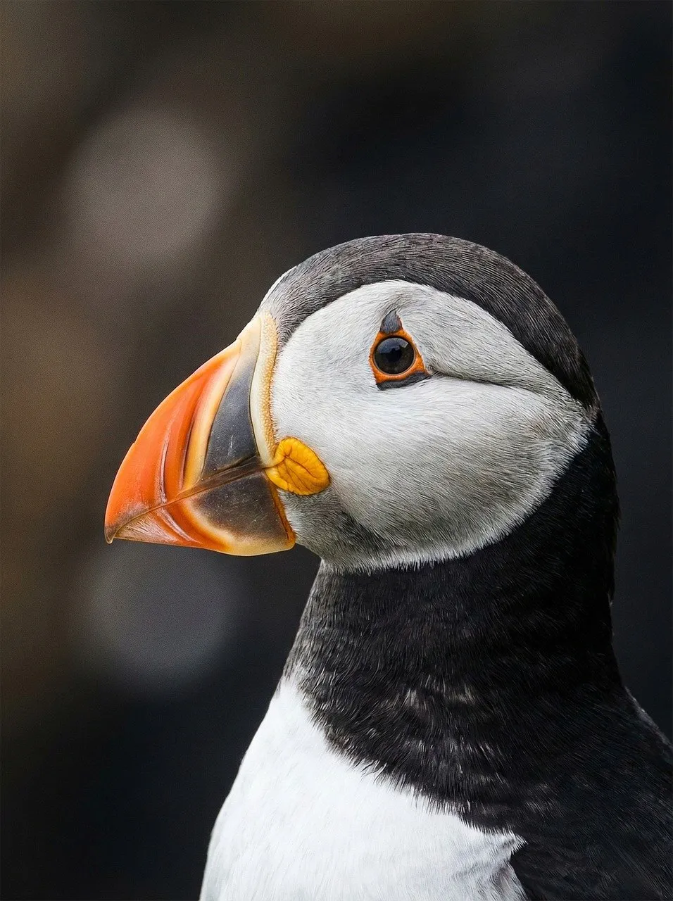 Vibrant Puffin Profile: Nature's Colorful Seabird Close-up
