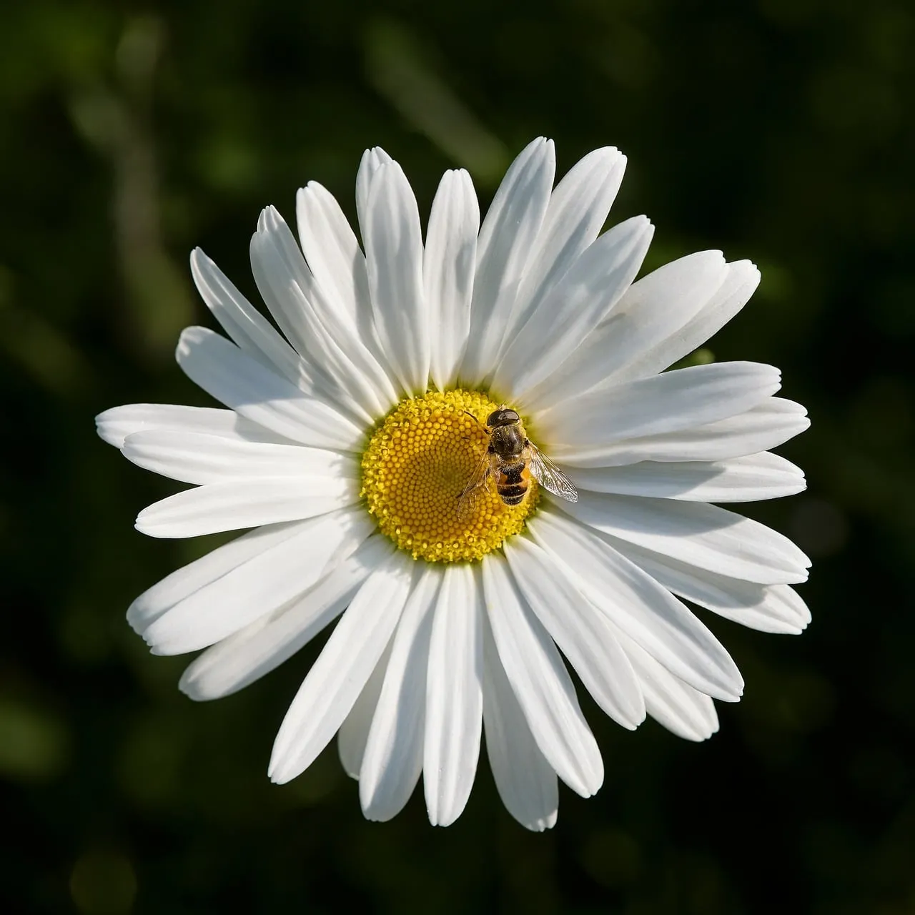 Vibrant Daisy Pollination: A Macro Nature's Detail