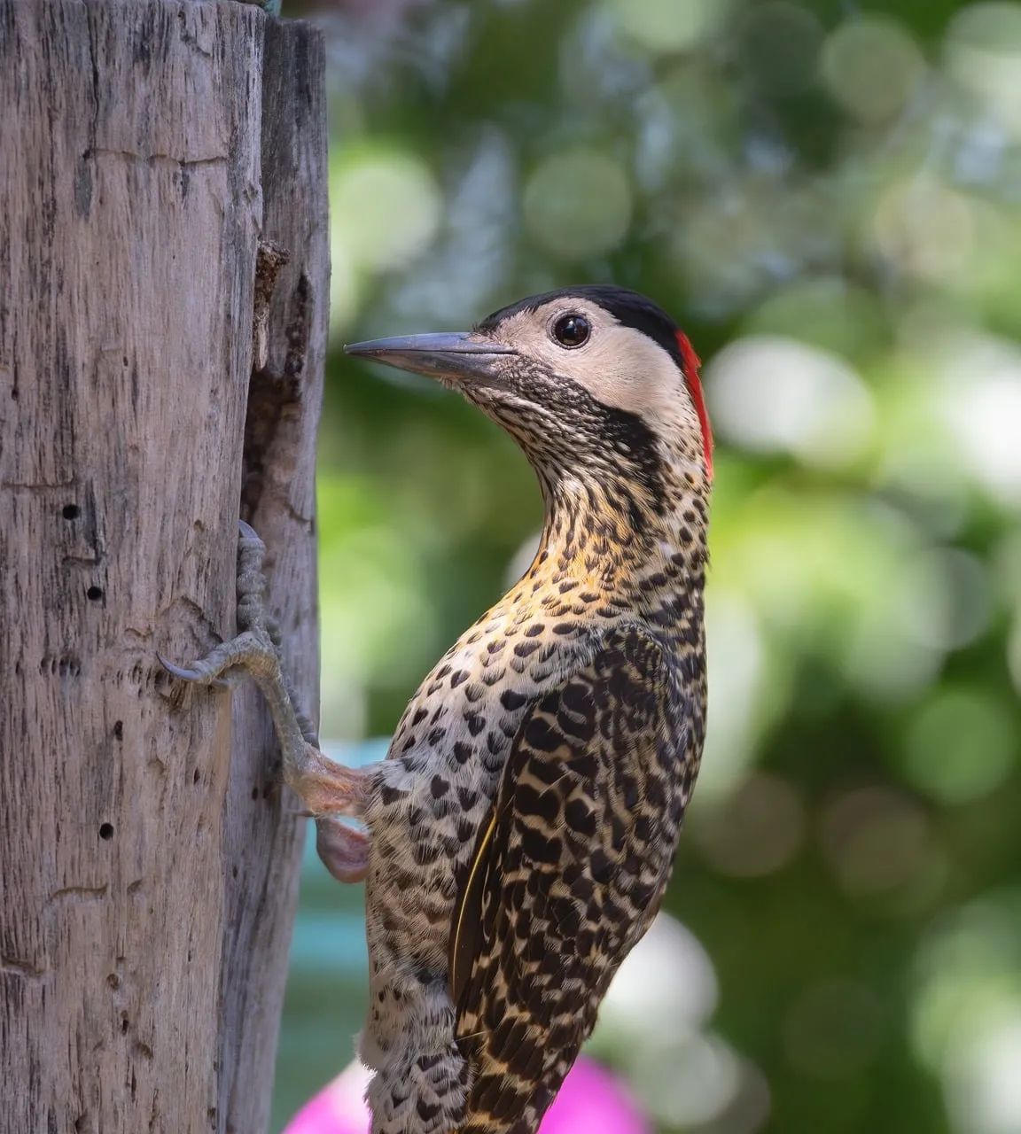 Vibrant Woodpecker: A Closeup of Nature's Architect