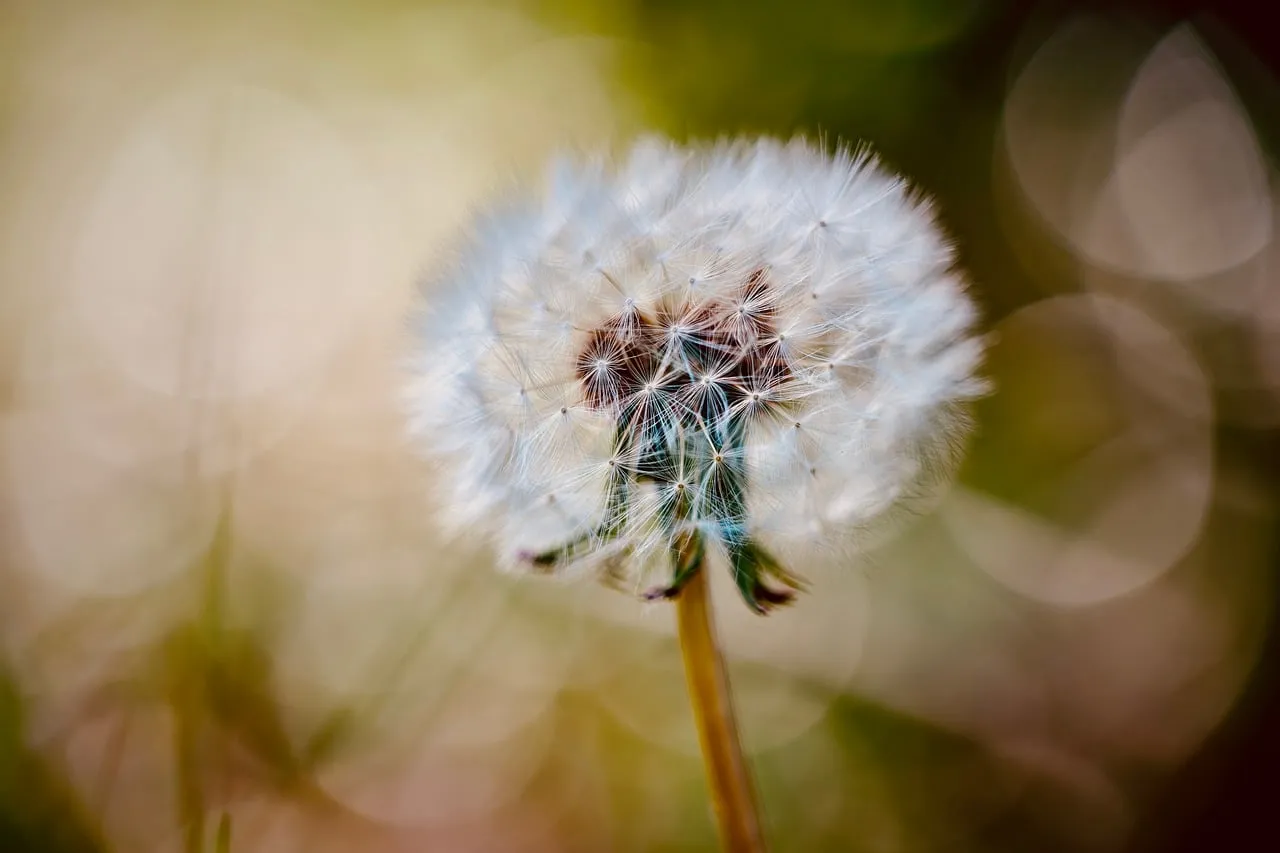 Enchanting Dandelion: Macro Bloom in Soft Natural Light