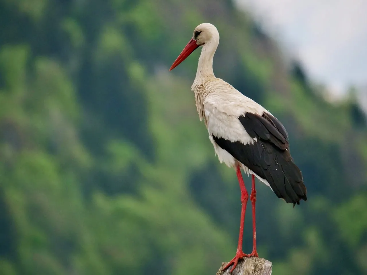 Elegant Stork: A Majestic Spring Forest Resident