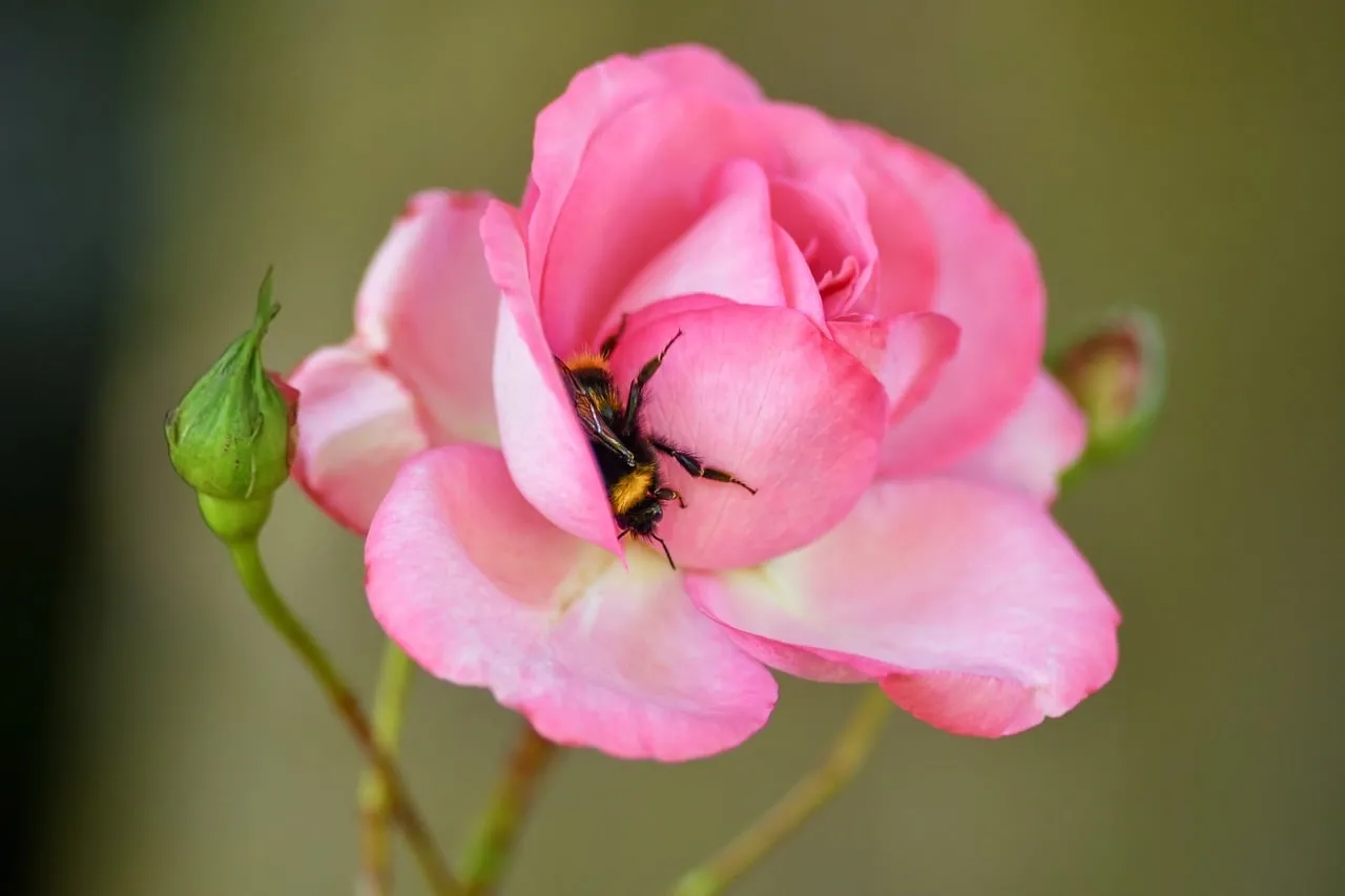 Vibrant Pink Rose with Bumblebee: Nature's Sweet Embrace