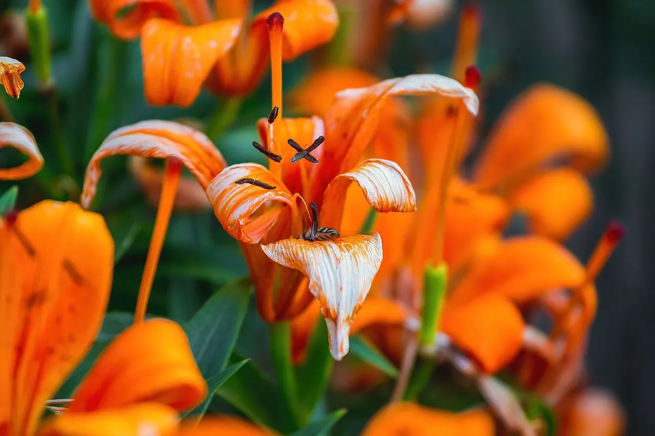 Vibrant Orange Lily Macro: A Symphony of Nature's Detail