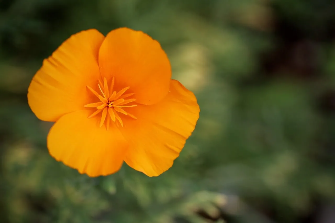 Vibrant California Poppy: A Macro Glimpse of Summer's Charm